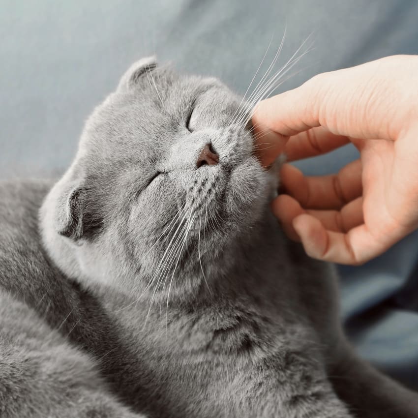 Cat and Cow Vet Clinic in Olive Branch