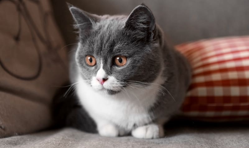 Pet boarding services in Olive Branch