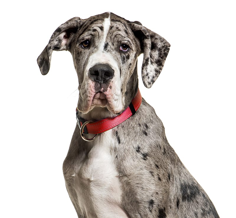 Giant Dogs, Cat and Cow Vet Clinic