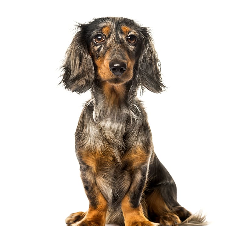 Small Dogs, Cat and Cow Vet Clinic